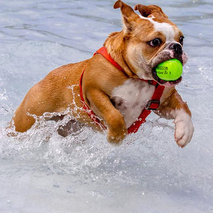 Pressure Training Tennis Balls - Available in 12 or 18 Count with Mesh Carry Bag, Four Color Options, Ideal for Beginners